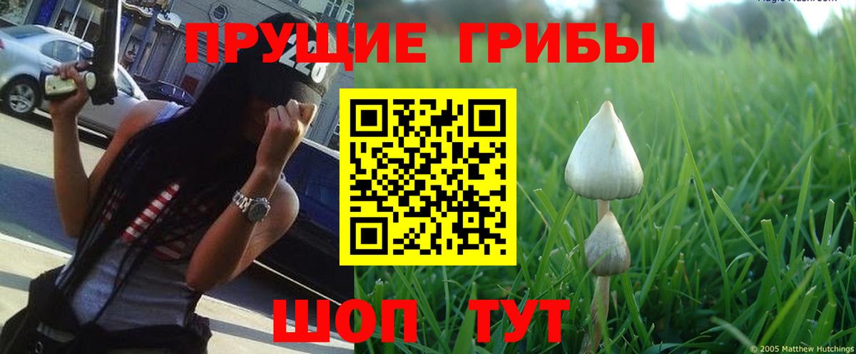Псилоцибиновые грибы мицелий Чебоксары